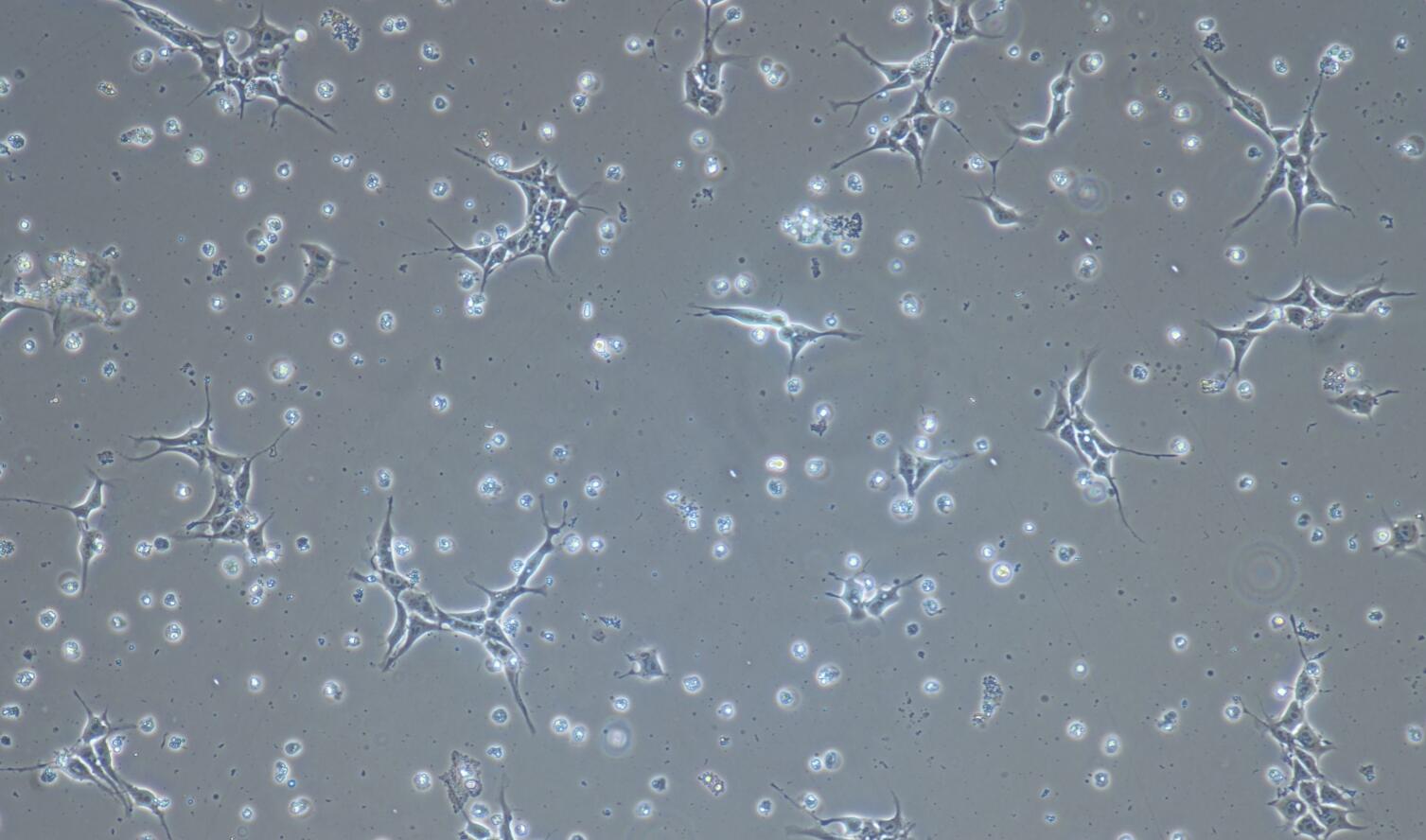 iPS细胞（mdm-DRY0100）