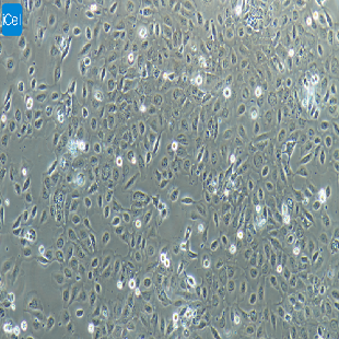 Caki-2 人肾透明细胞癌细胞（mdm-h272）