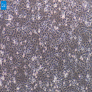 HUTU-80 人十二脂肠腺癌（mdm-h109）