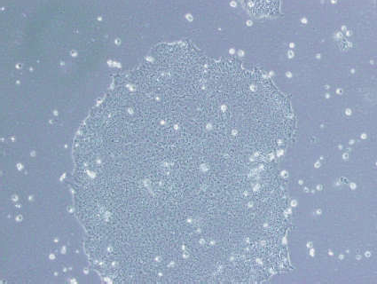 H9 人胚胎干细胞（mdm-h240）