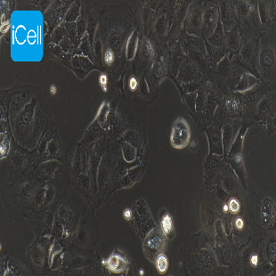 Caco-2 人结肠癌细胞（mdm-h032）