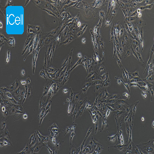 Caki-1 人肾透明细胞癌皮肤转移细胞（mdm-h033）