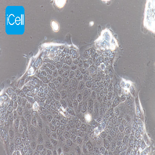 Capan-2 人胰腺癌细胞（mdm-h039）