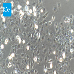 CASKI 人宫颈癌细胞（mdm-h040）