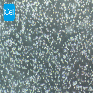 CCRF-CEM 人急性淋巴细胞白血病细胞（mdm-h041）