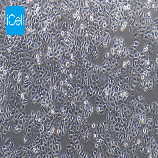 chang liver 人张氏肝细胞（mdm-h043）