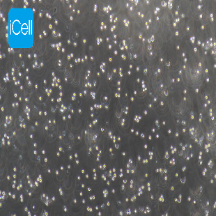 COC1 人卵巢癌细胞（mdm-h044）