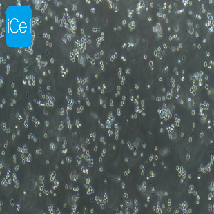 DAMI 人巨核细胞白血病细胞（mdm-h051）