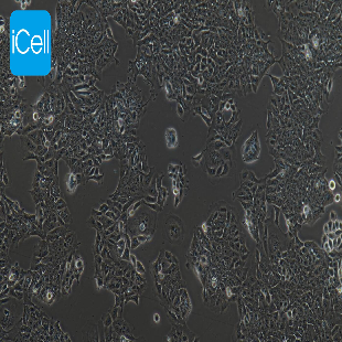 DLD-1 人结直肠腺癌上皮细胞（mdm-h053）