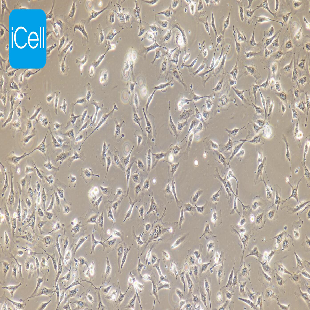 EA.hy926 人脐静脉细胞融合细胞（mdm-h055）