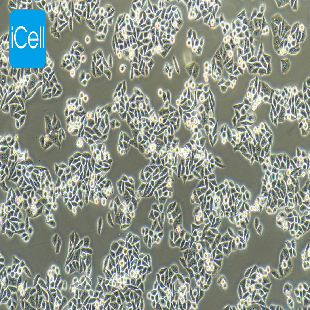 Eca-109 人食管癌细胞（mdm-h056）