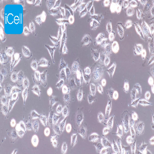 ECV-304 人膀胱癌细胞（mdm-h057）
