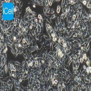 GES-1 人胃黏膜上皮细胞（mdm-h062）