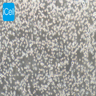 H9/HTLV-IIIB 人T淋巴瘤白血病细胞（mdm-h064）