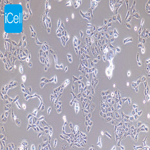 HaCat 人永生化表皮细胞（mdm-h066）