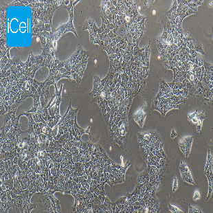 HCC827 人非小细胞肺癌细胞（mdm-h068）