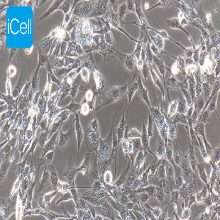 HCMEC/D3 永生化人脑微血管内皮细胞（mdm-h070）