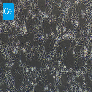 HCT-15/5FU 人结直肠癌氟尿嘧啶耐药株（mdm-h073）