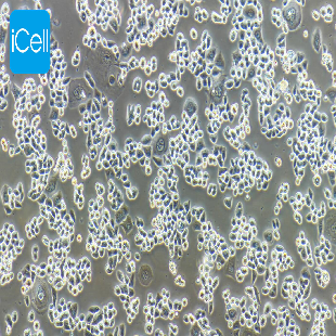 HCT-15/Taxol 人结肠癌紫杉醇耐药株（mdm-h081）