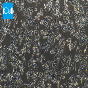 HCT-116人结肠癌细胞（mdm-h071）