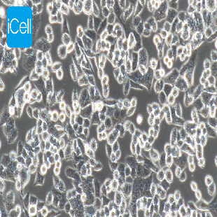 HCT-8 人回盲肠癌细胞（mdm-h082）