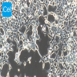 HEK-293A 人胚肾细胞（mdm-h086）