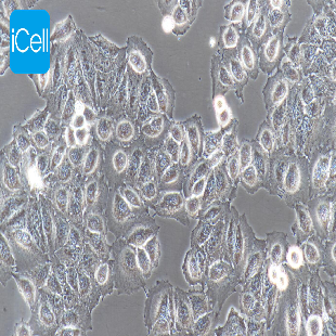 HeLa 人宫颈癌细胞（mdm-h088）