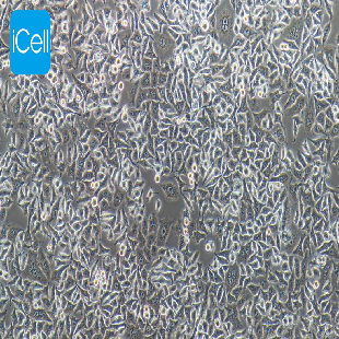 HELA-S3 人宫颈癌细胞（mdm-h090）