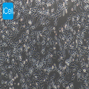 Hep3B2.1-7 人肝癌细胞（mdm-h091）