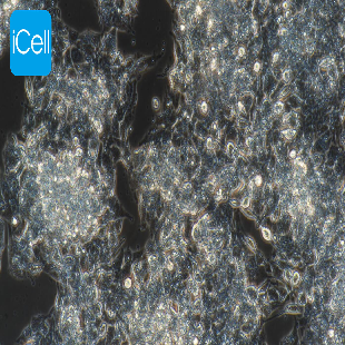 Hep G2 人肝癌细胞（mdm-h092）