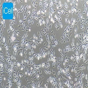 HFL1 人胚肺成纤维细胞（有限细胞系）（mdm-h017）