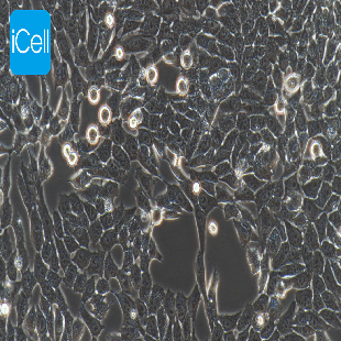 HGC-27 人胃癌细胞（mdm-h095）