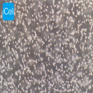 HL-60 人早幼粒白血病细胞（mdm-h098）