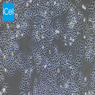 HO-8910PM 人高转移卵巢癌细胞（mdm-h100）