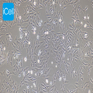 HOS 人骨肉瘤细胞（mdm-h099）