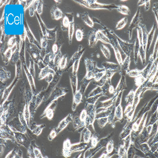 HS683 人脑胶质瘤细胞（mdm-h074）