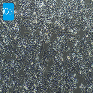 HT-29 人结肠癌细胞（mdm-h078）