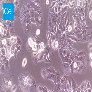 HT-1376 人膀胱癌细胞（mdm-h077）