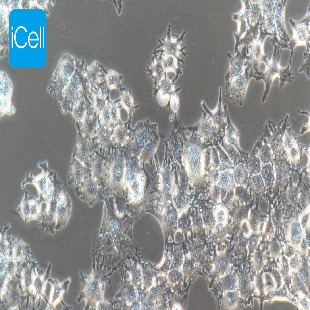 huh-7 人肝癌细胞（mdm-h080）