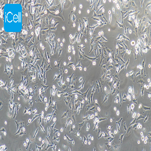 JF-305 人胰腺癌细胞（暂不提供）（mdm-h116）
