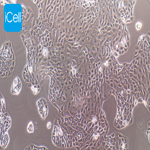 PANC 05.04 人胰腺癌细胞(mdm-h170)