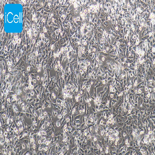 NCI-H1703 人肺鳞癌细胞（mdm-h262）