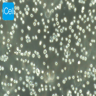 NCI-H929 人骨髓瘤细胞（mdm-h311）