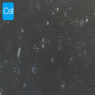 NCI-H292 人肺癌细胞(淋巴结转移)（mdm-h158）
