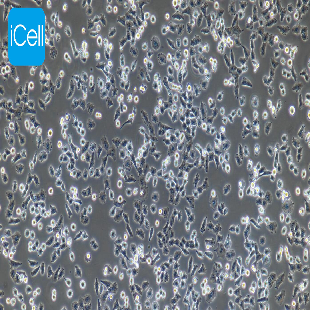 NCI-H157 人非小细胞肺腺癌细胞（mdm-h151）