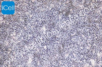 P53R 人结直肠癌细胞（mdm-h169）