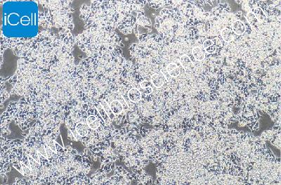 CW2 人结肠癌细胞（mdm-h049）