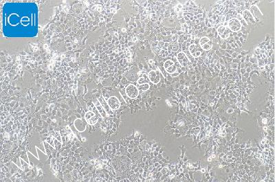 FADU 人咽鳞癌细胞（mdm-h269）