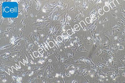 hTERT-HPNE 人胰腺导管细胞（mdm-h102）