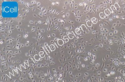 HK-2 人肾皮质近曲小管上皮细胞（mdm-h096）